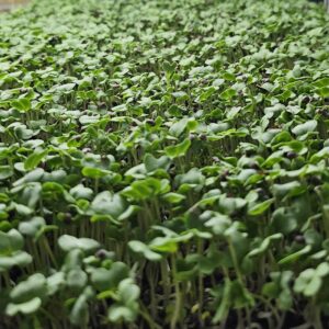 Green Mustard Microgreens